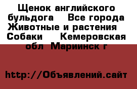 Щенок английского бульдога  - Все города Животные и растения » Собаки   . Кемеровская обл.,Мариинск г.